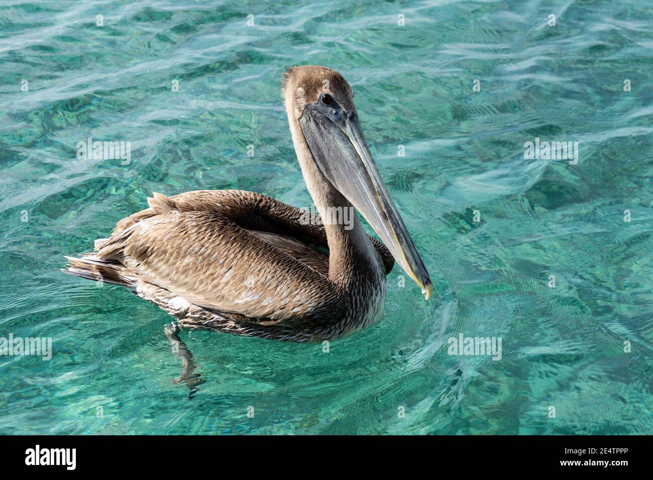 Brown Pelican (Pelecanus occidentalis) swims in the turquoise Caribbean