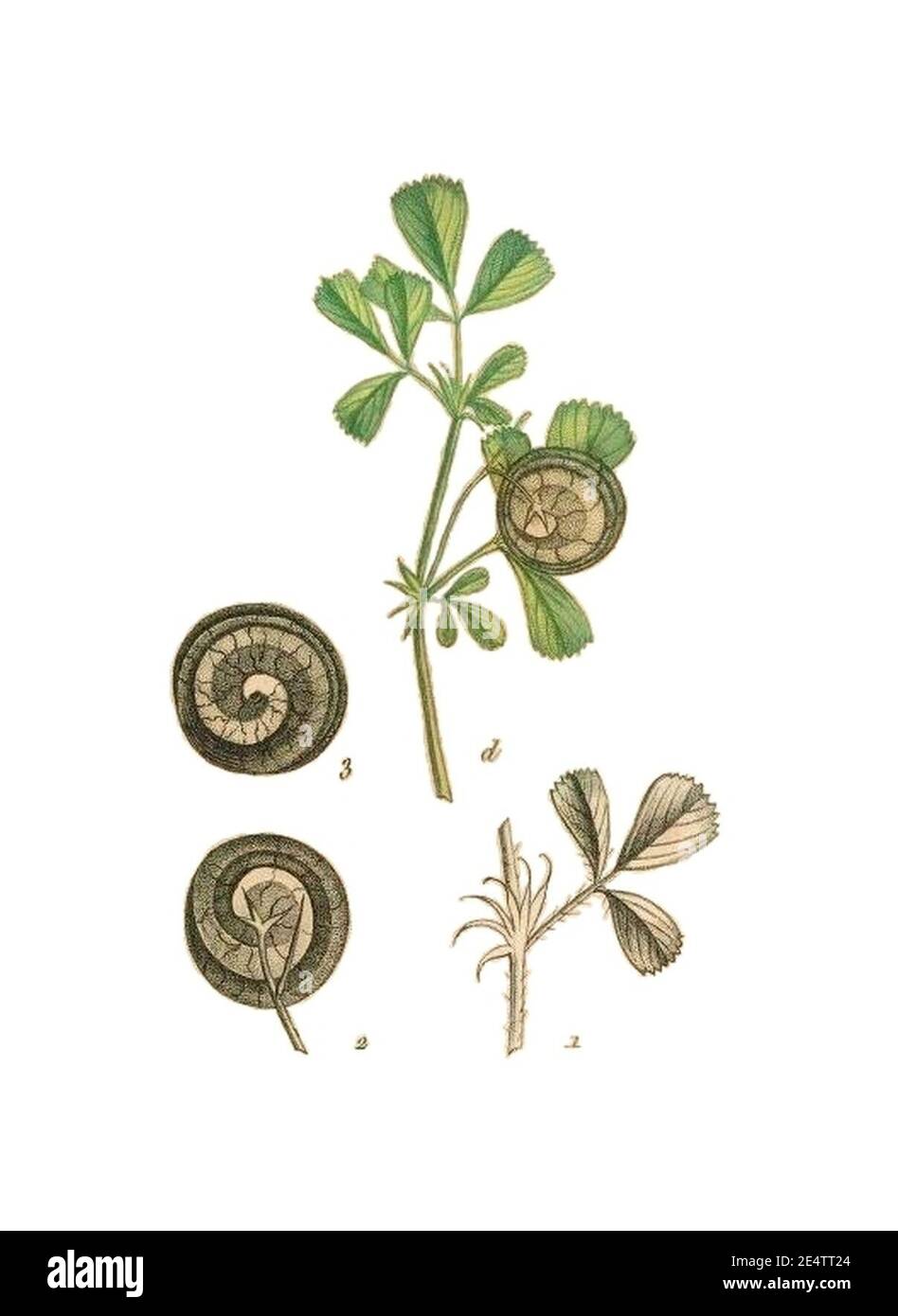 Medicago orbicularis La flore et la pomone françaises. Stock Photo