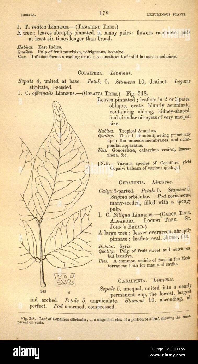Medical and oeconomical botany (Page 178) Stock Photo