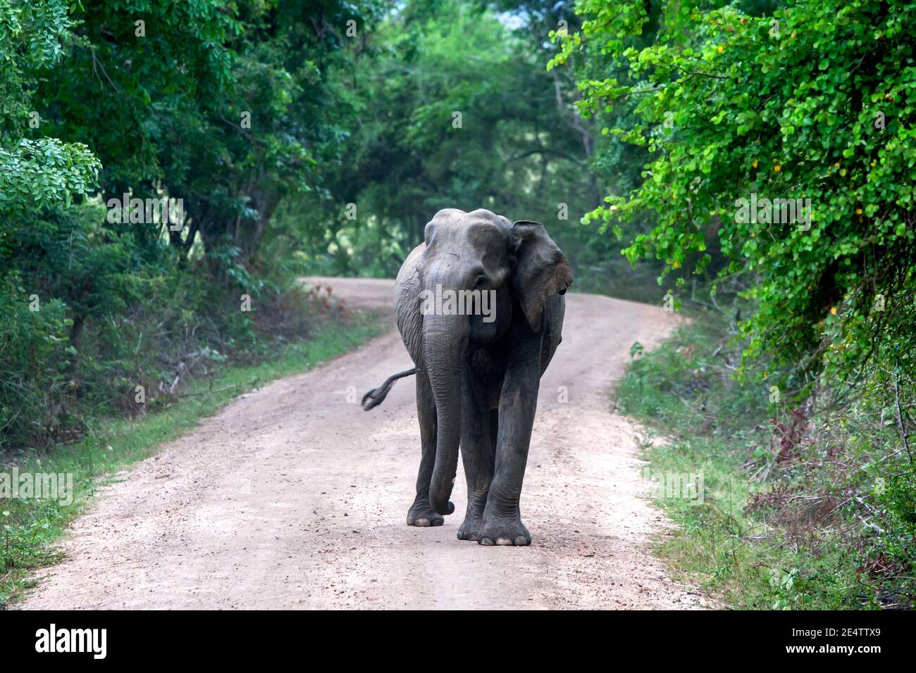 A mature wild elephant stands on a roadway within Kaudulla National Park at Gal Oya Junction in central Sri Lanka. Stock Photo