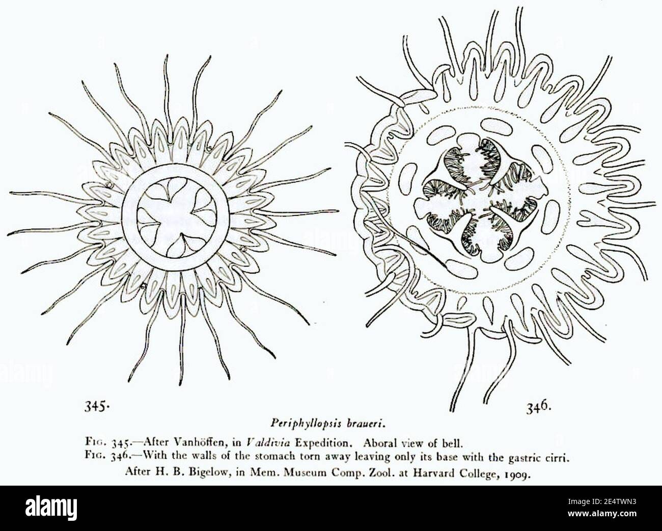 Medusae of world-vol03 fig345-346 Periphyllopsis braueri. Stock Photo