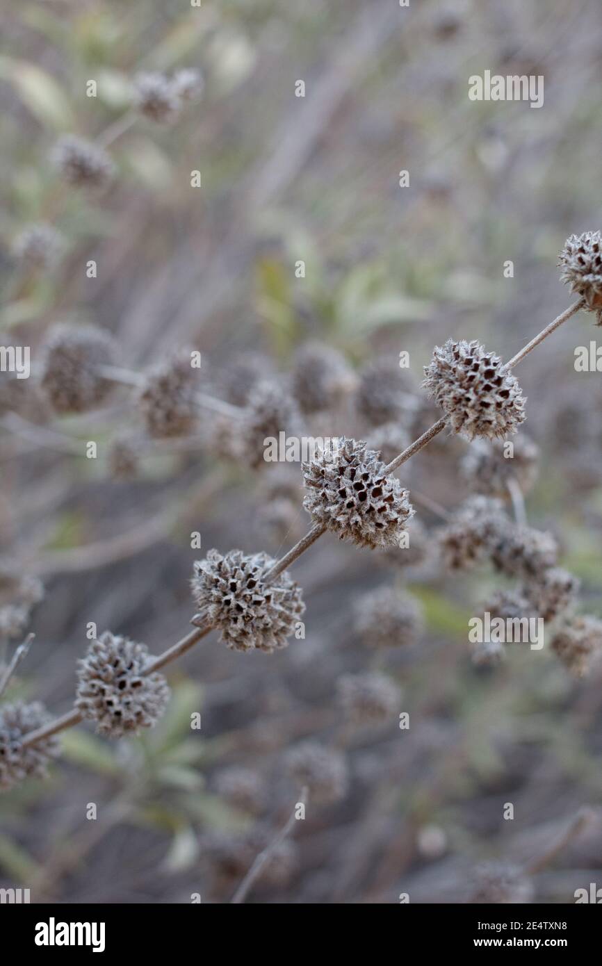 Grey bracts previously housing fruit, Black Sage, Salvia Mellifera, Lamiaceae, native shrub, Temescal Gateway Park, Santa Monica Mountains, Winter. Stock Photo