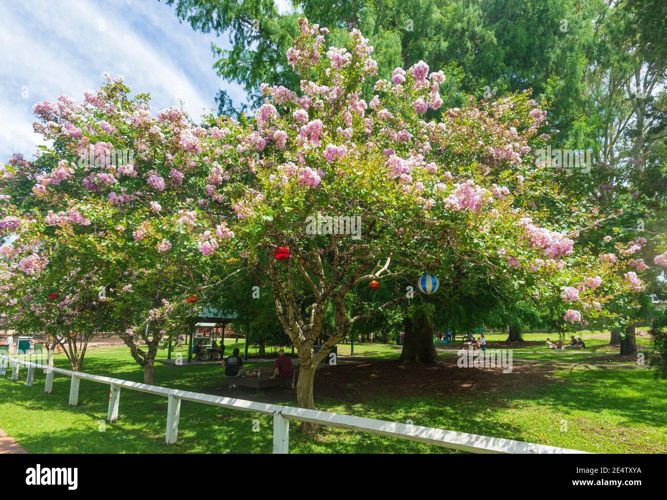 View of a tree with pink blossoms in Kenilworth Town Park, Kenilworth, South East Queensland, QLD, Australia Stock Photo