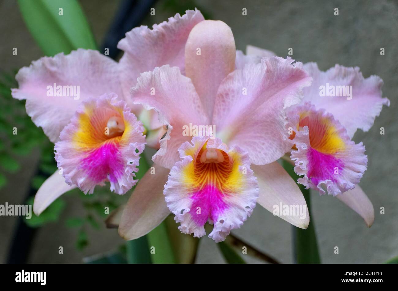 Beautiful light purple and yellow color of Cattleya orchids Stock Photo