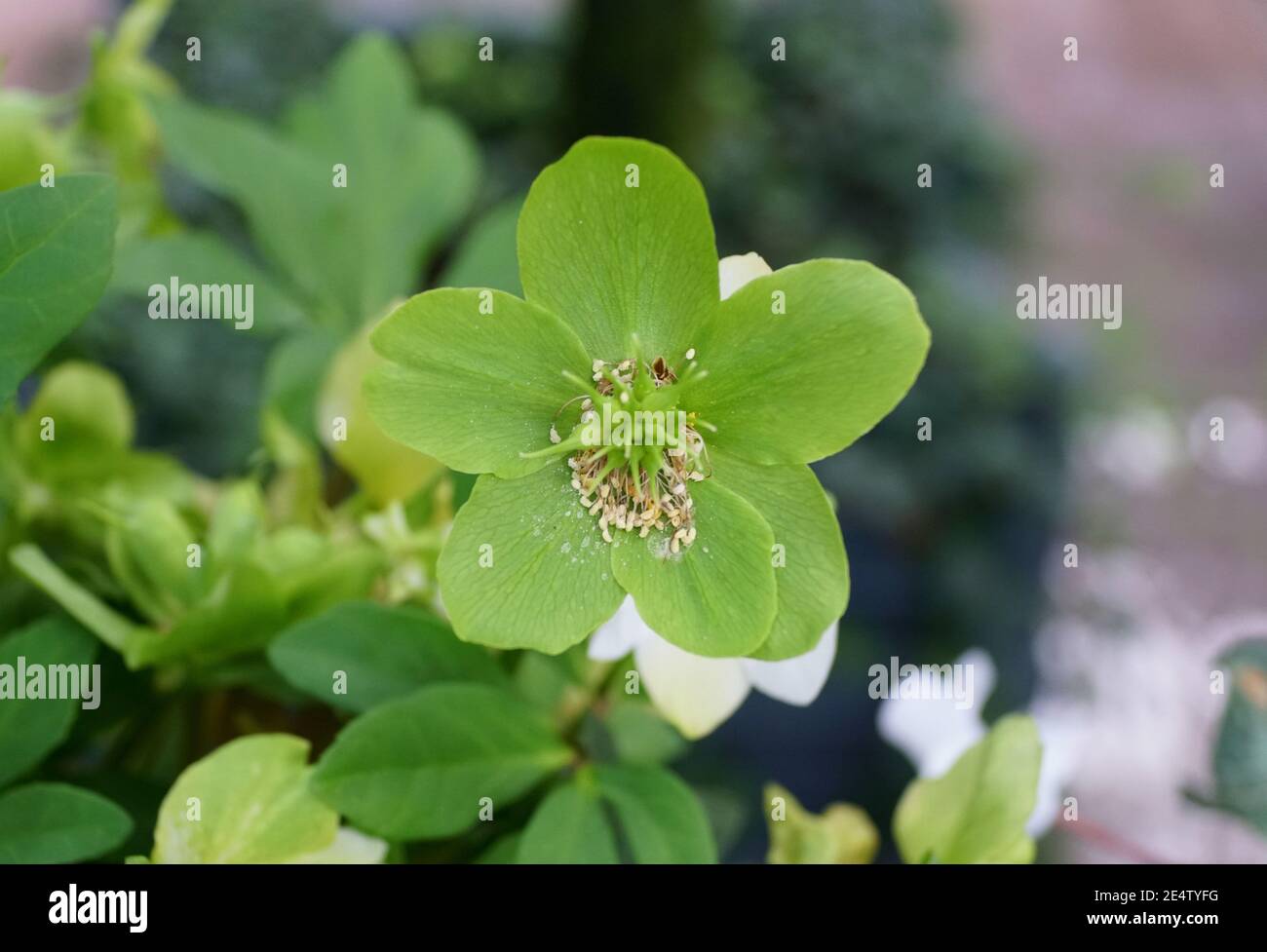 Green flower of Christmas Rose, a buttercup plant from Europe Stock
