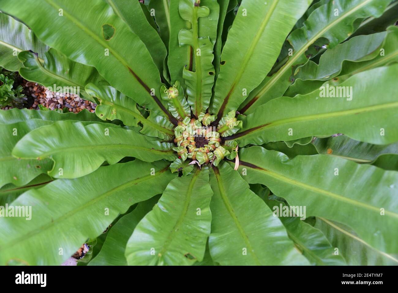 The center of the green foliage of Bird's-nest Fern Stock Photo