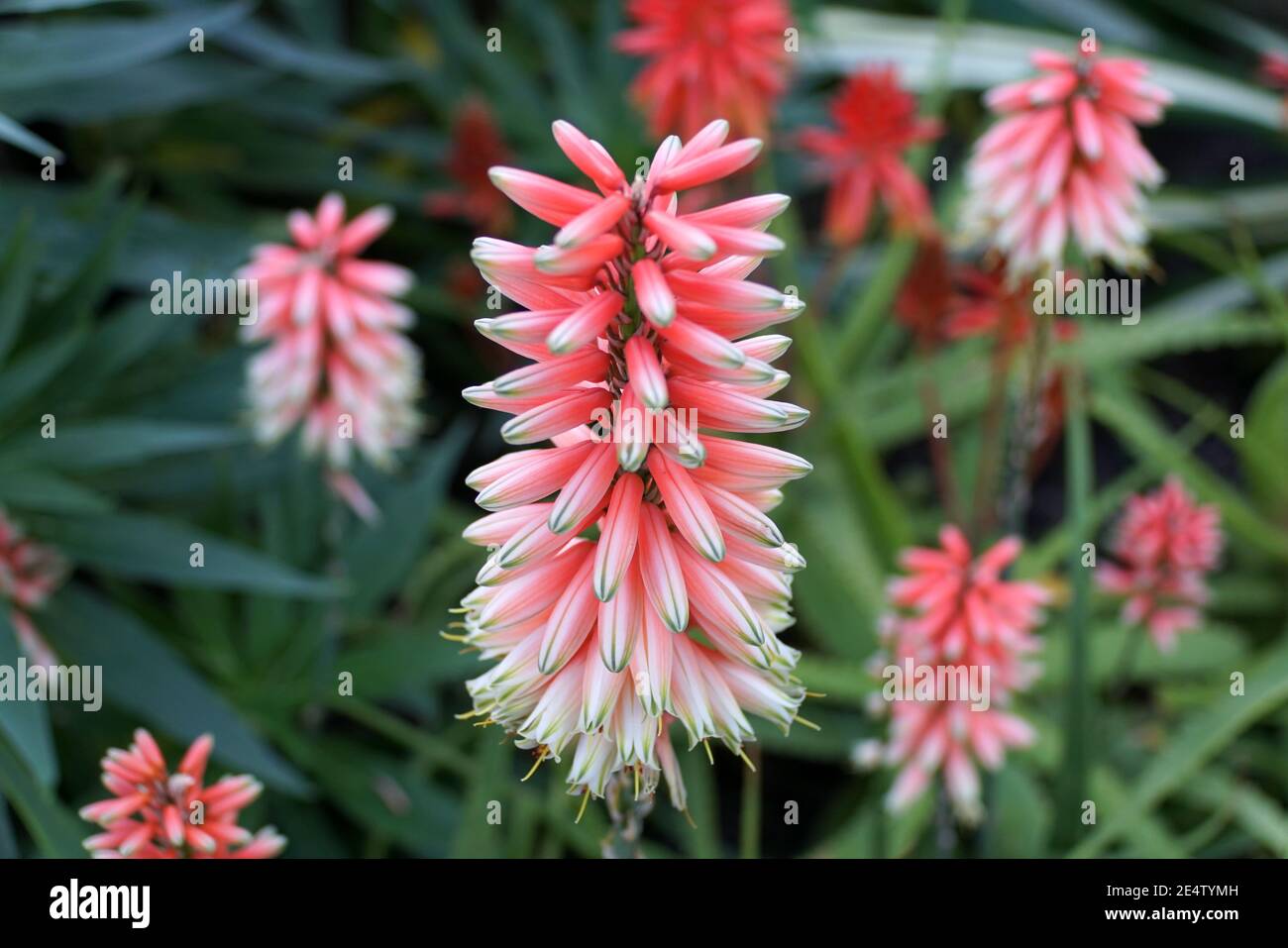 The white and pink color of aloe vera flowers Stock Photo - Alamy