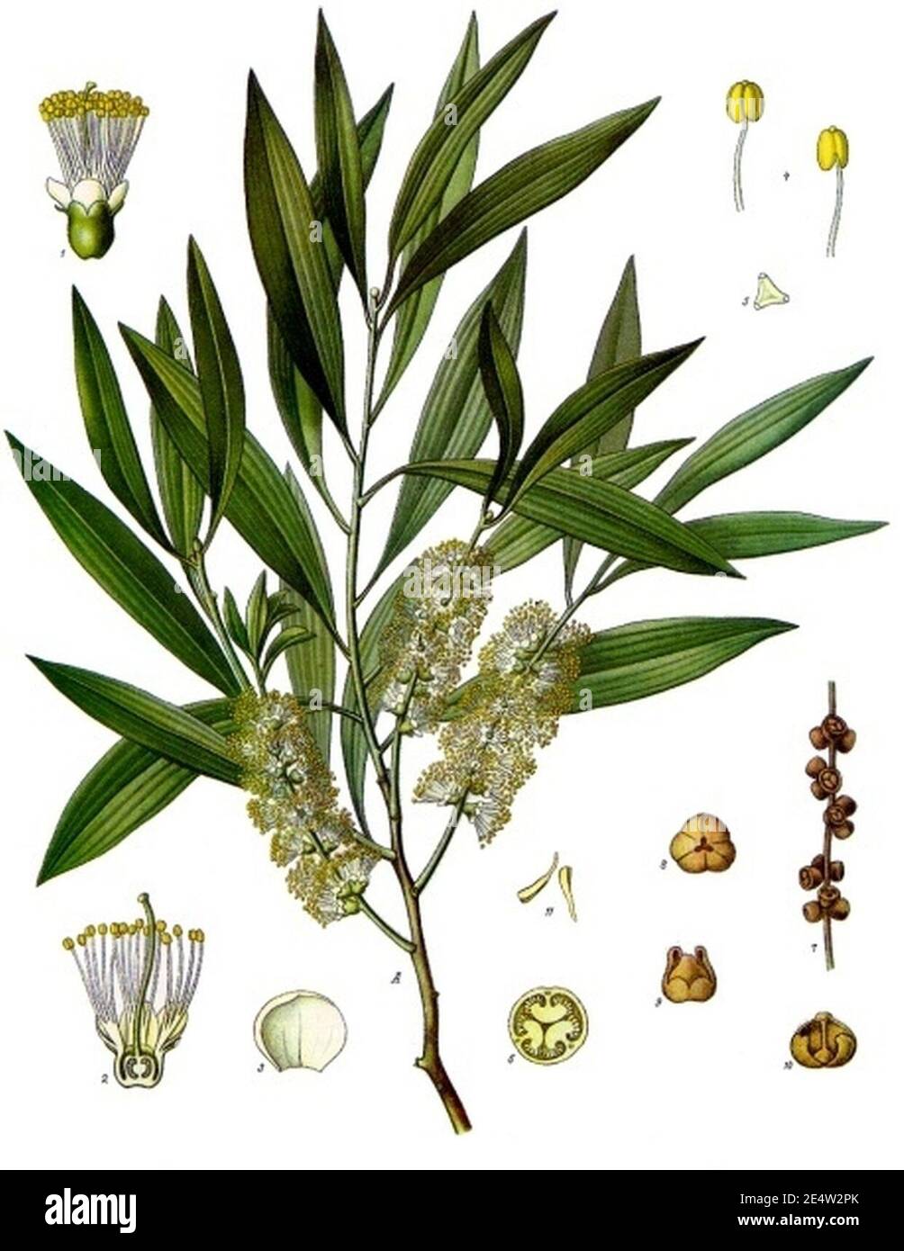 Melaleuca leucadendra - Köhler s Medizinal-Pflanzen-092. Stock Photo