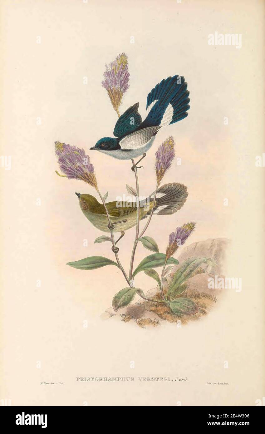 Melanocharis versteri - The Birds of New Guinea. Stock Photo
