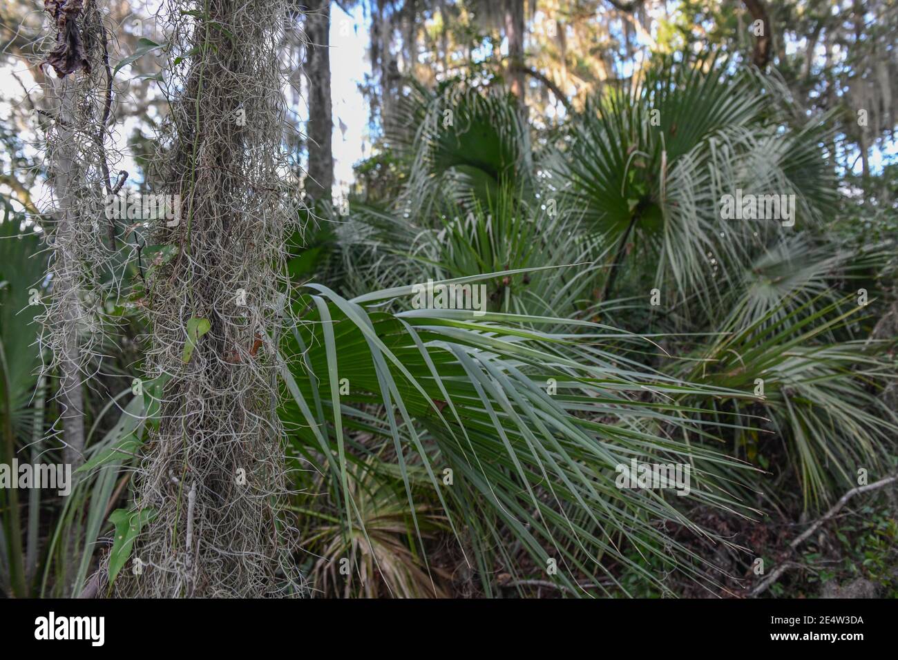 Spanish moss on live oak in South Carolina Low Country at sunset