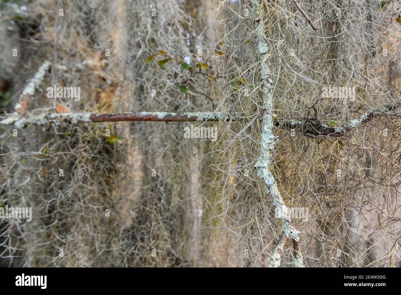 Spanish moss on live oak in South Carolina Low Country at sunset