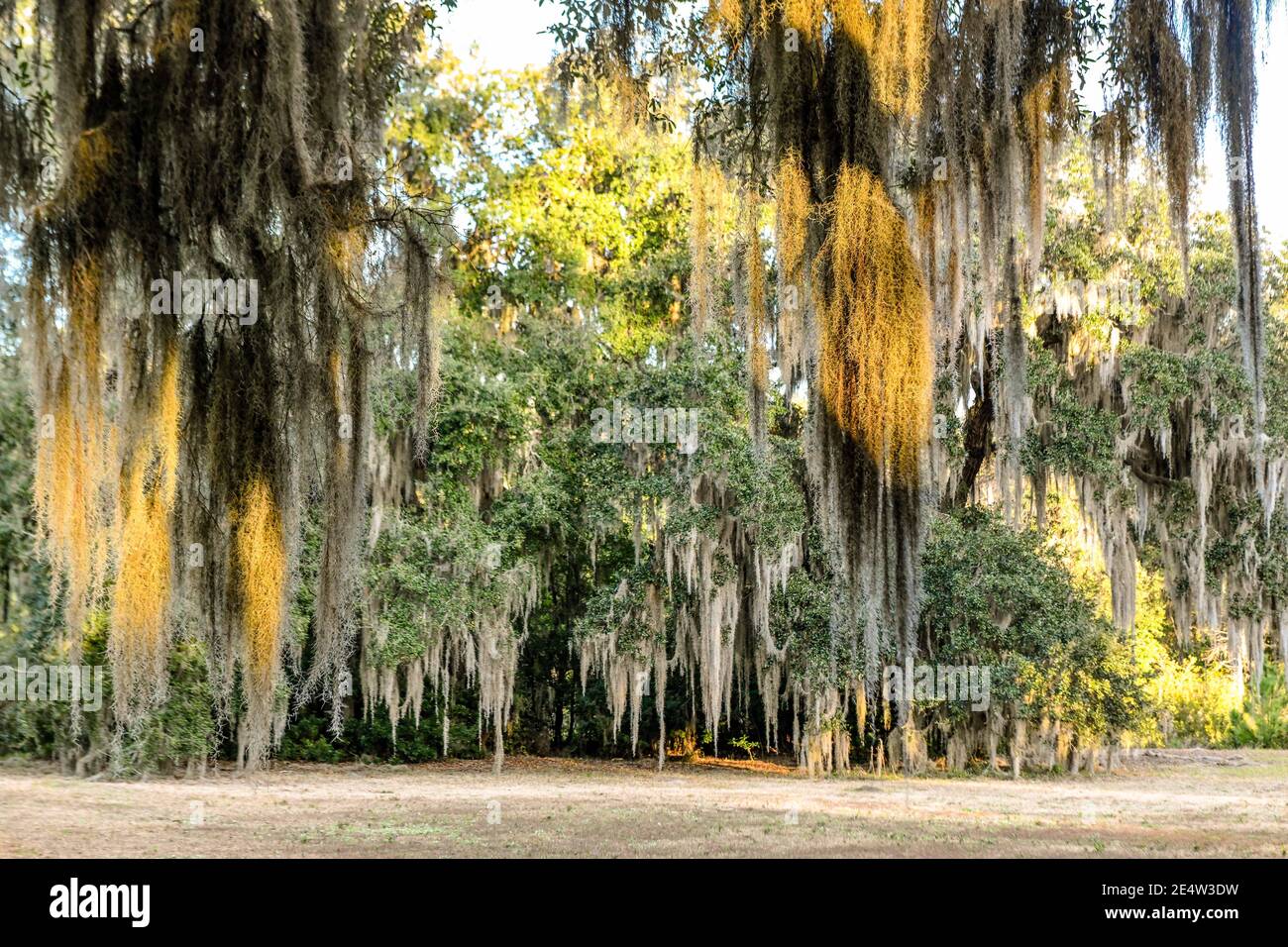 Spanish moss on live oak in South Carolina Low Country at sunset