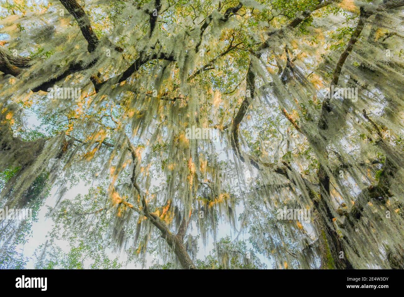 Spanish moss on live oak in South Carolina Low Country at sunset