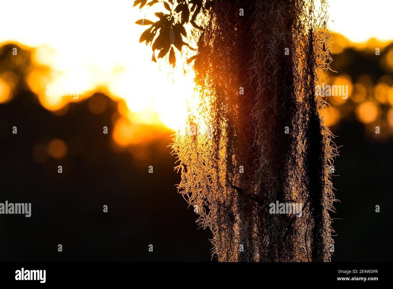 Spanish moss on live oak in South Carolina Low Country at sunset