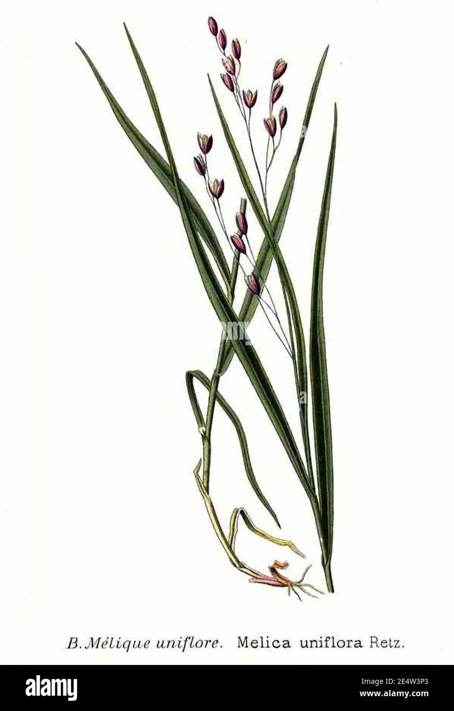 Melica uniflora Retz. Stock Photo