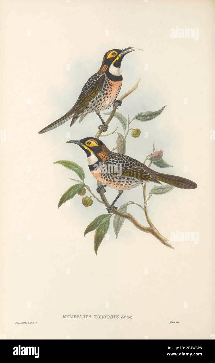 Melidectes torquatus - The Birds of New Guinea. Stock Photo