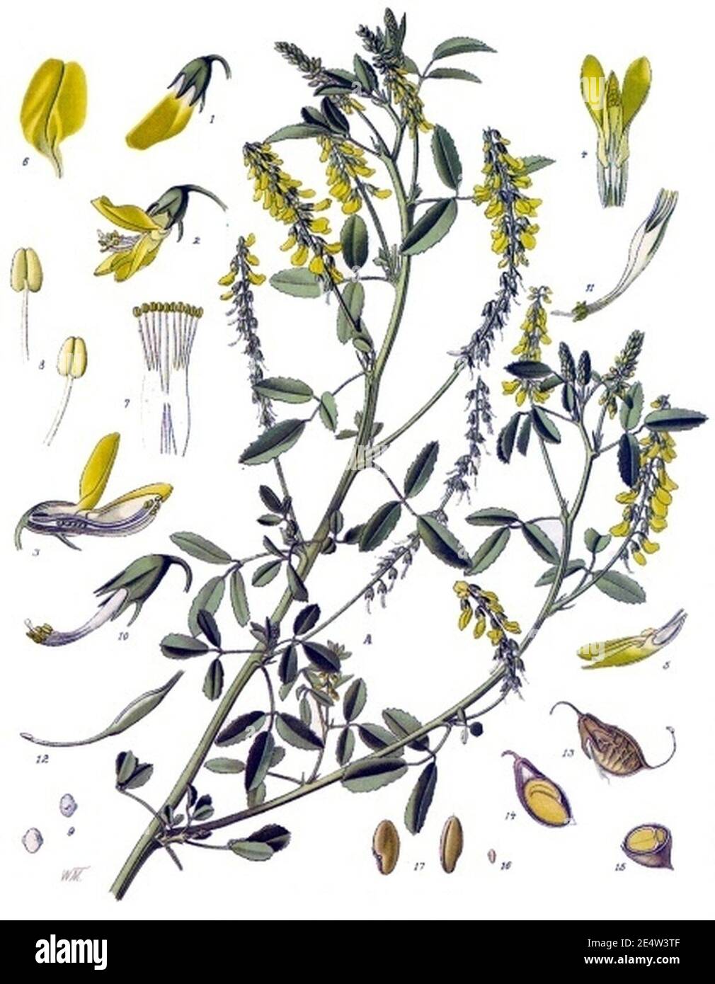 Melilotus officinalis - Köhler s Medizinal-Pflanzen-093. Stock Photo