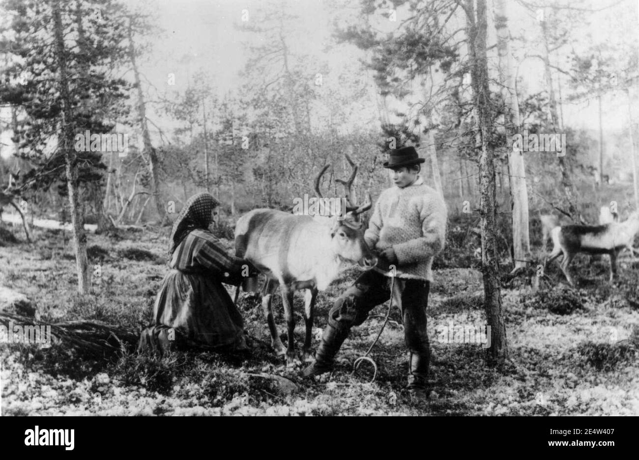 Melking av reinsdyr i skogen, Mutkavarre, Sør- Varanger, Finnmark, før 1900 Stock Photo