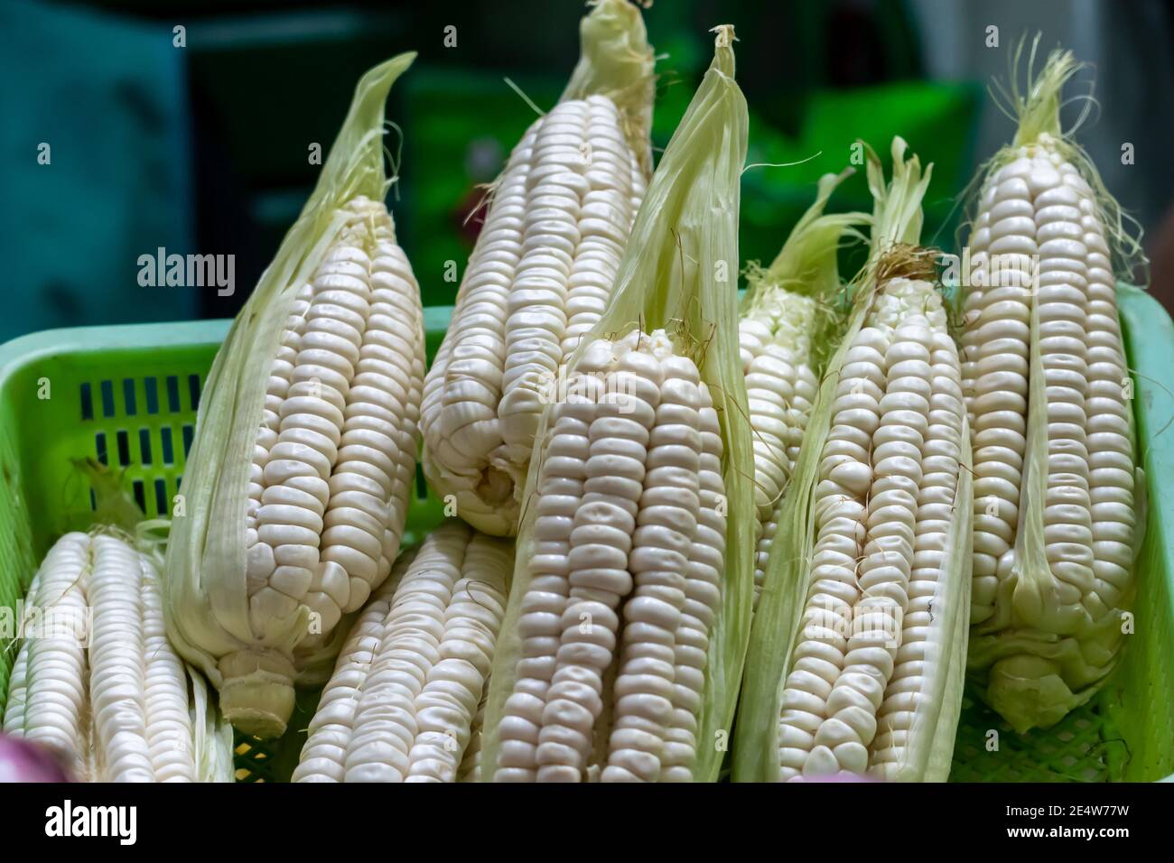 Peruvian white corn (choclo) i Stock Photo Alamy