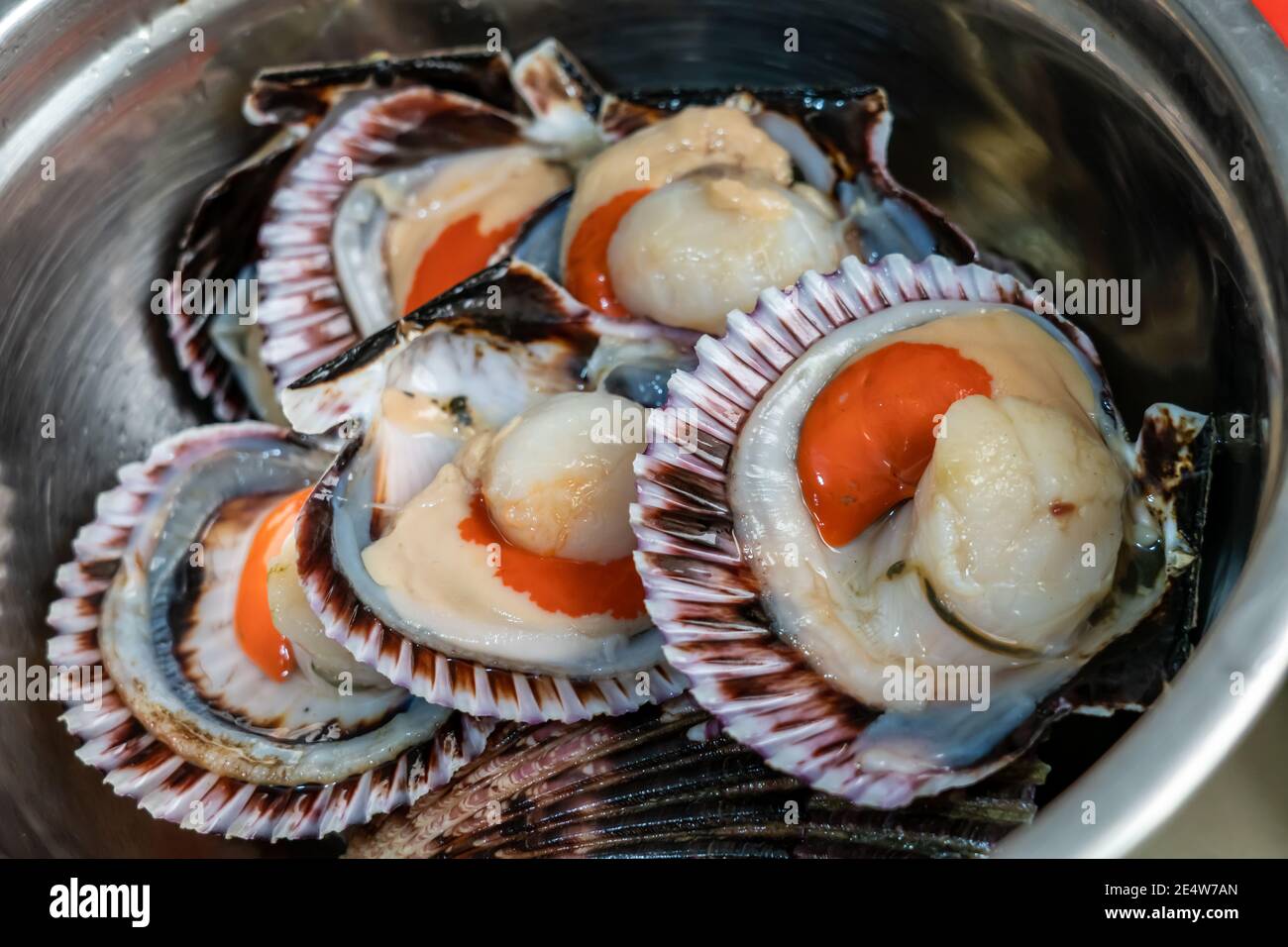 Fresh Peruvian scallops (Argopecten purpuratus) are generally smaller
