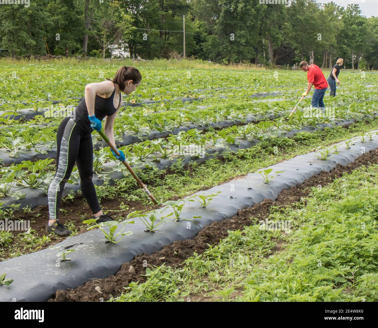 People working at a large community garden to produce food for the Worcester Food Bank Stock Photo