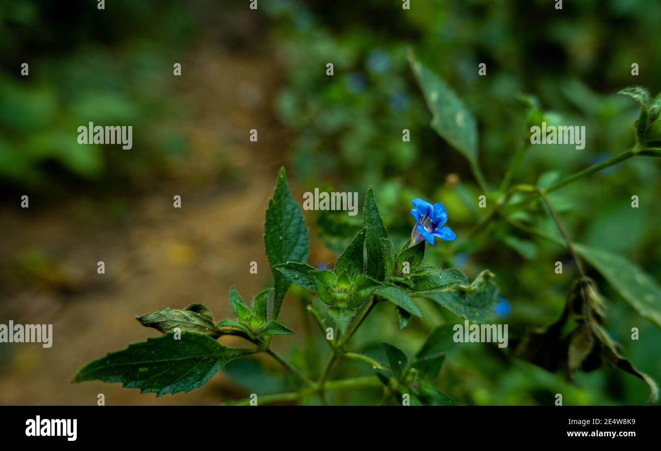 Wild blue flowers are blooming Stock Photo - Alamy
