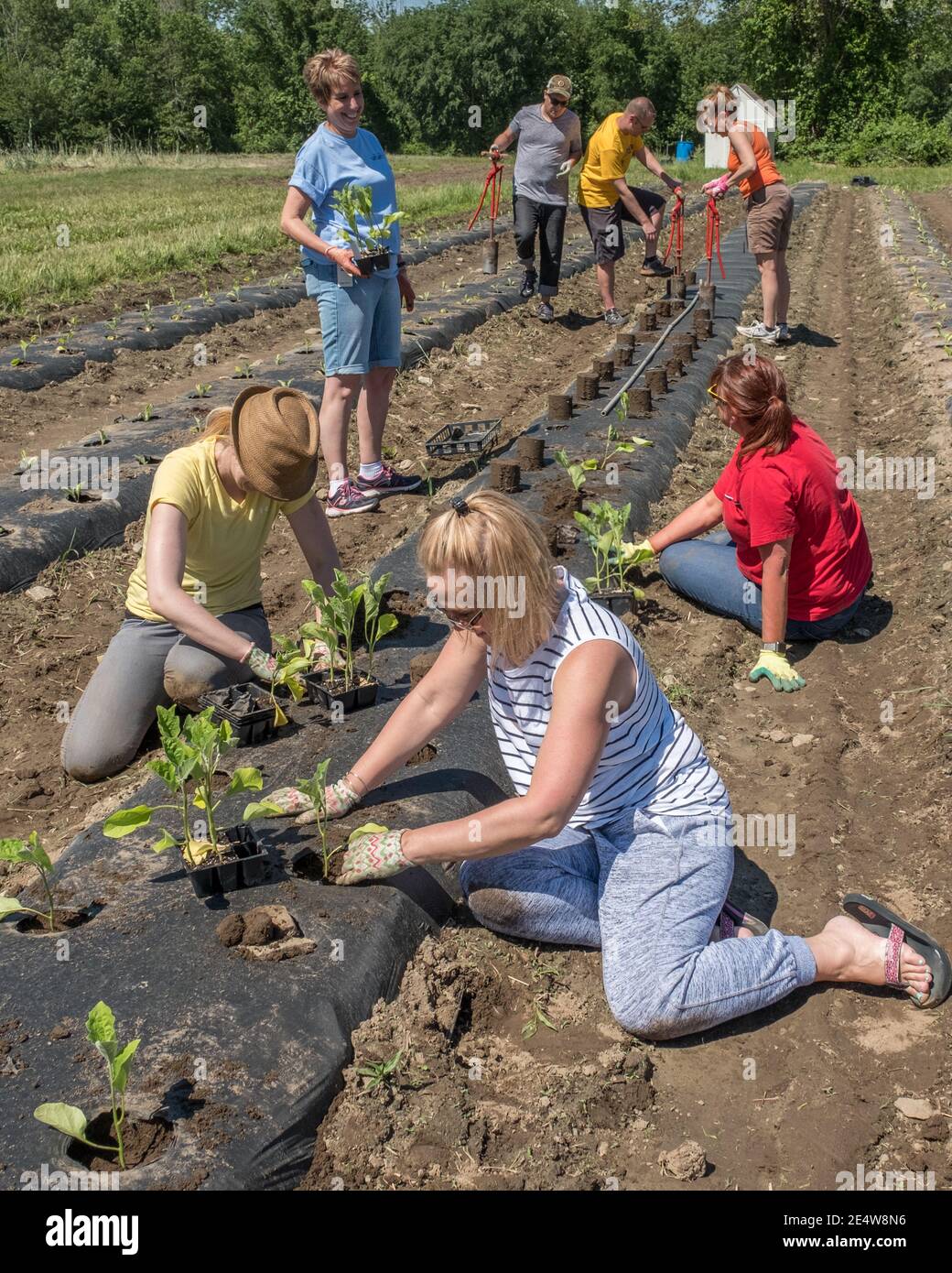 People working at a large community garden to produce food for the