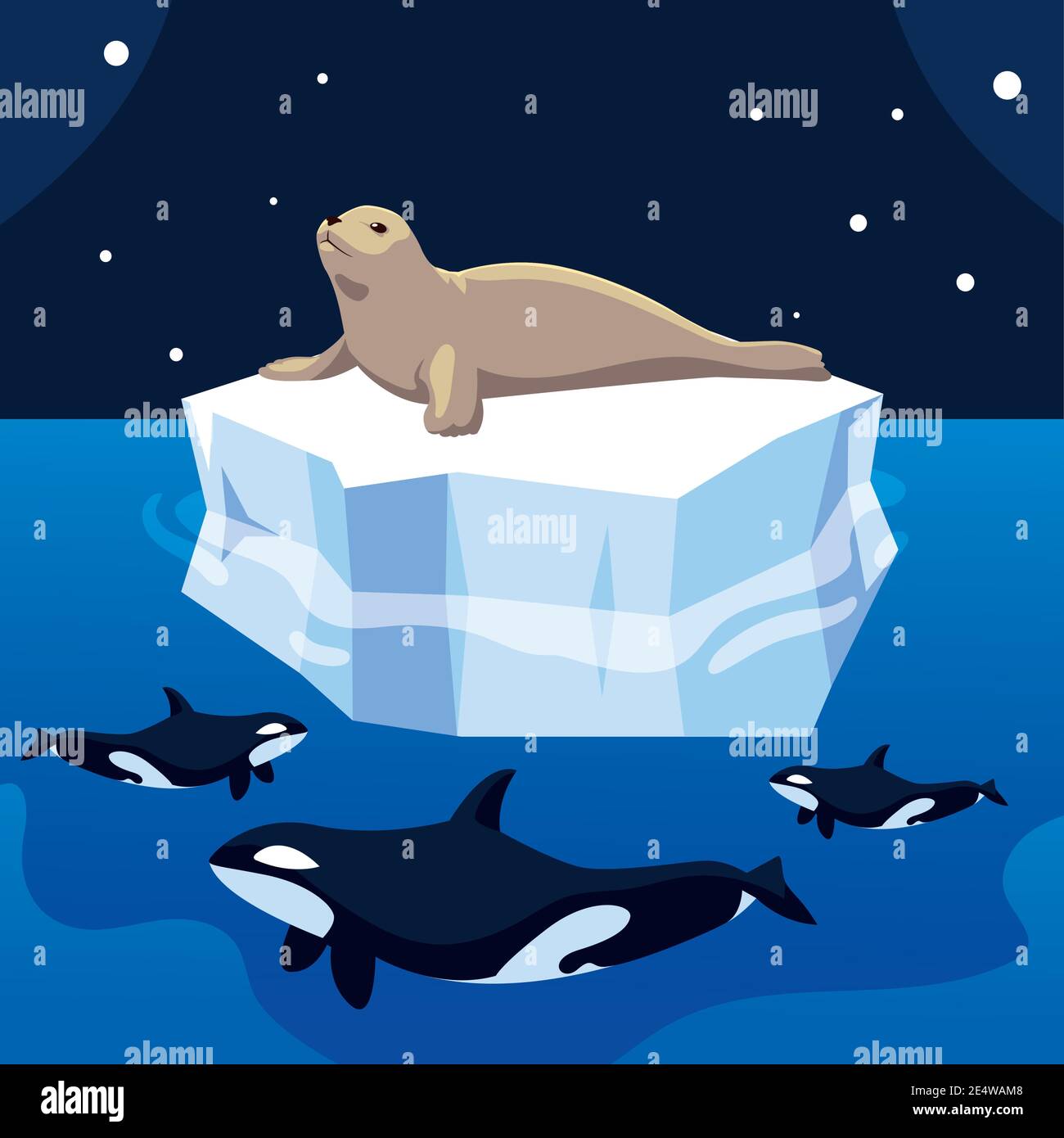 killer whale hunting seal on iceberg, north pole vector illustration