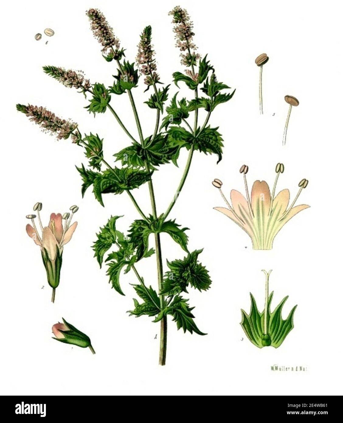 Mentha viridis - Köhler s Medizinal-Pflanzen-096. Stock Photo