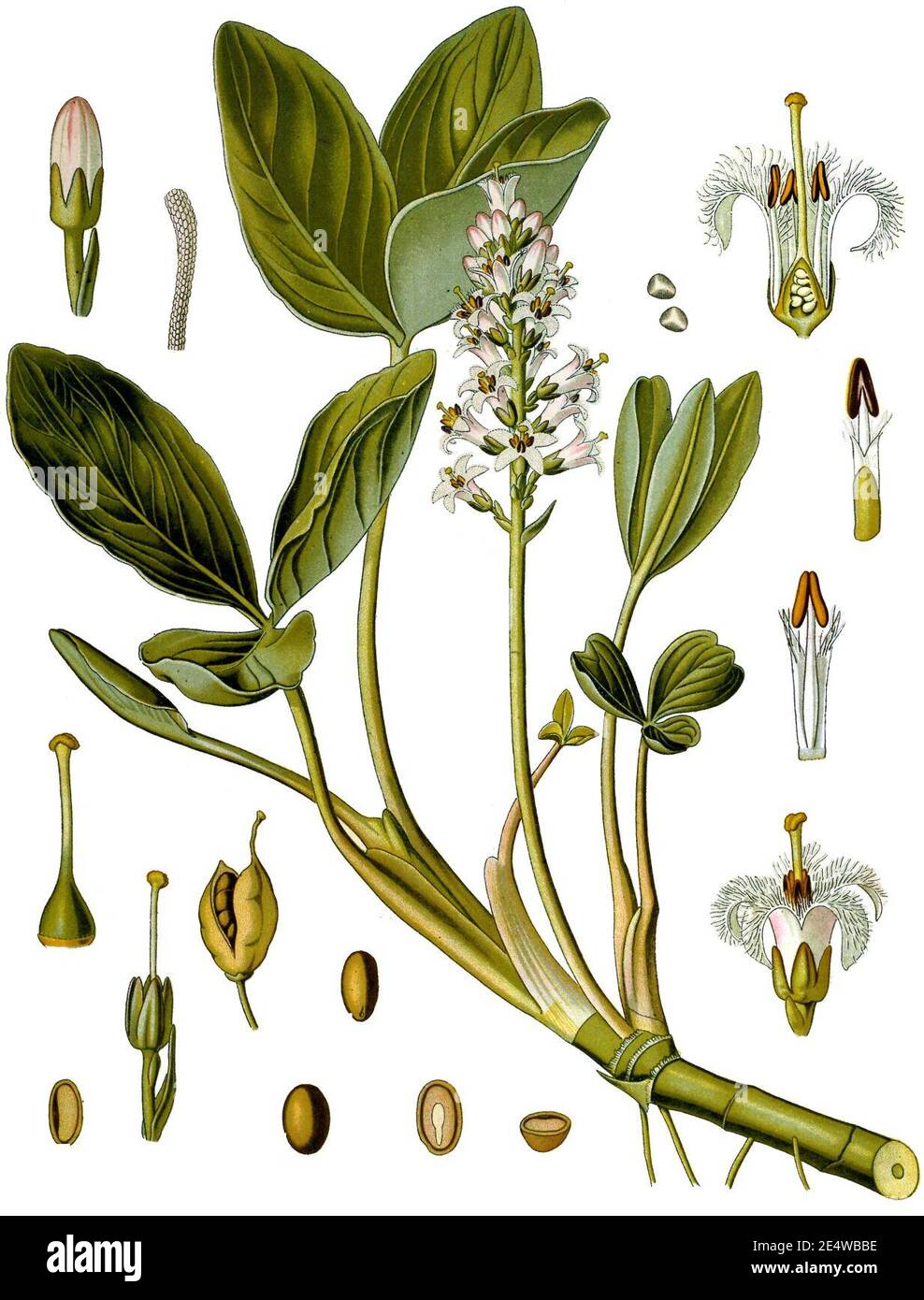 Menyanthes trifoliata - Köhler s Medizinal-Pflanzen-225. Stock Photo