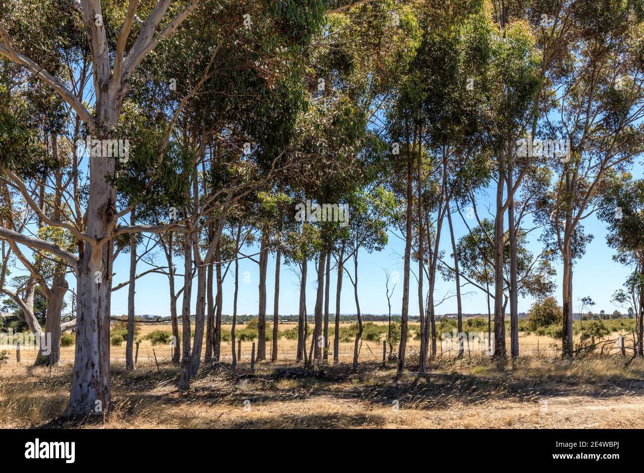 Farmland near Clunes, Victoria, Australia Stock Photo Alamy