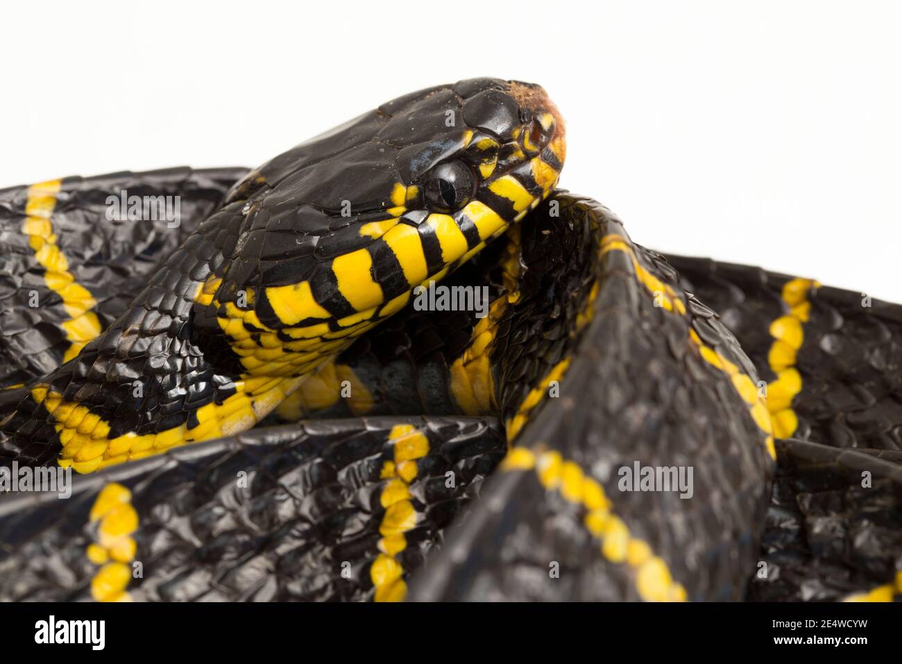 Boiga dendrophila, commonly called the mangrove snake or gold-ringed ...
