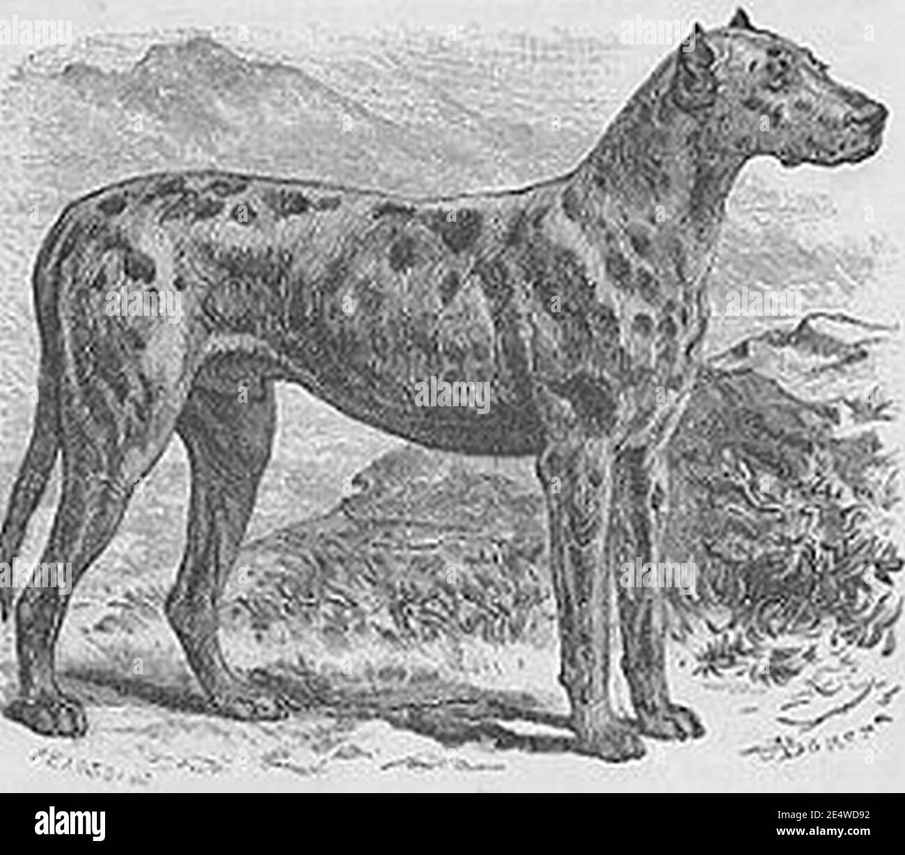 Black merle sales great dane