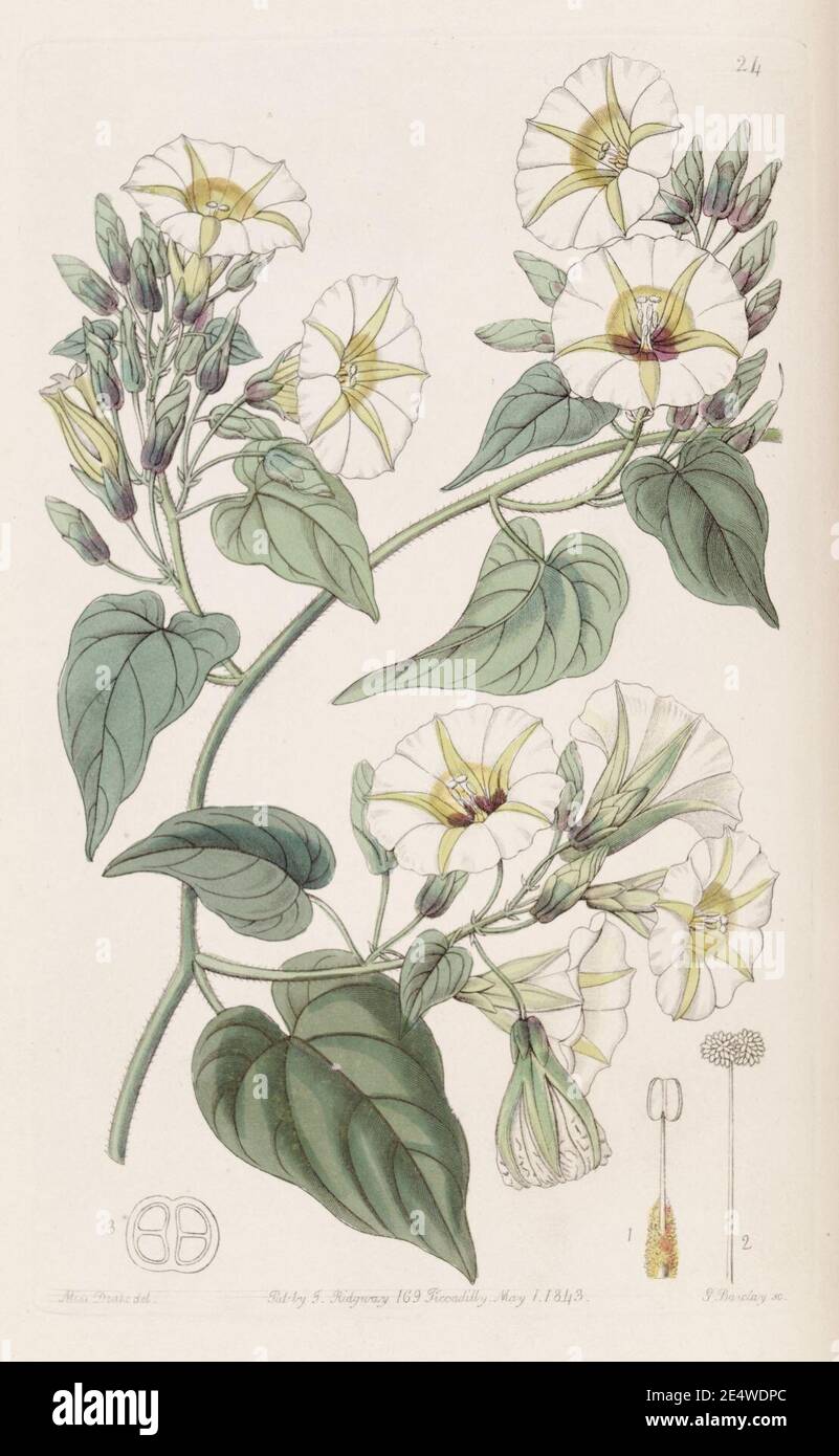 Merremia umbellata (Ipomoea cymosa) Bot. Reg. 29. 24. 1843. Stock Photo