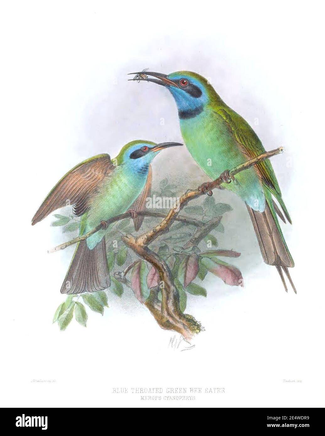 Merops cyanophrys Keulemans. Stock Photo