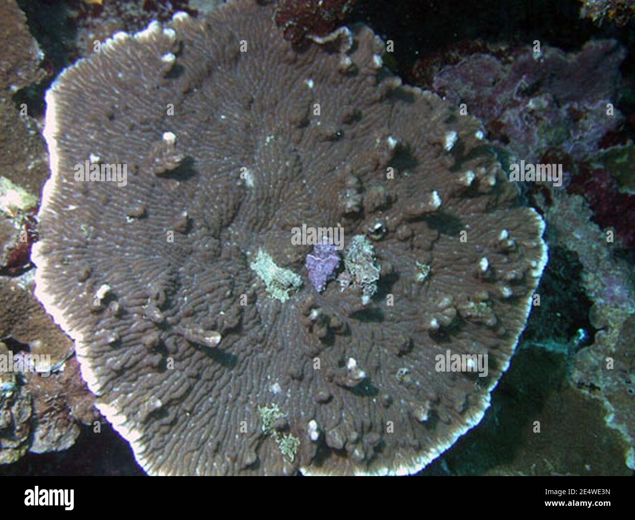 Merulina ampliata, Samoa. Stock Photo
