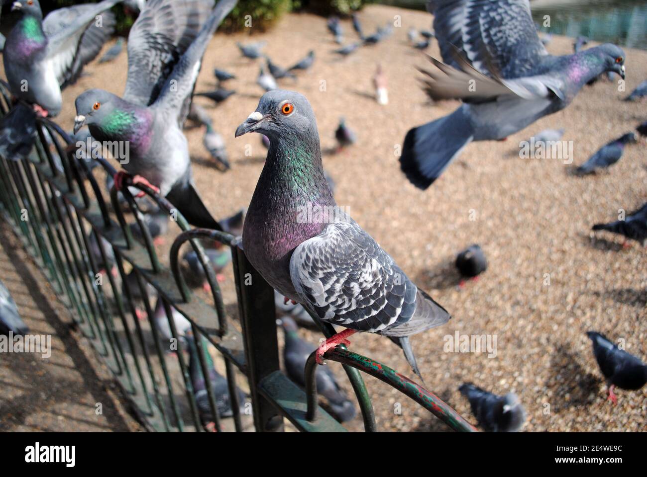 A close-up of a pigeon as part of a flock perched on railings in St James's Park, London, UK. Stock Photo