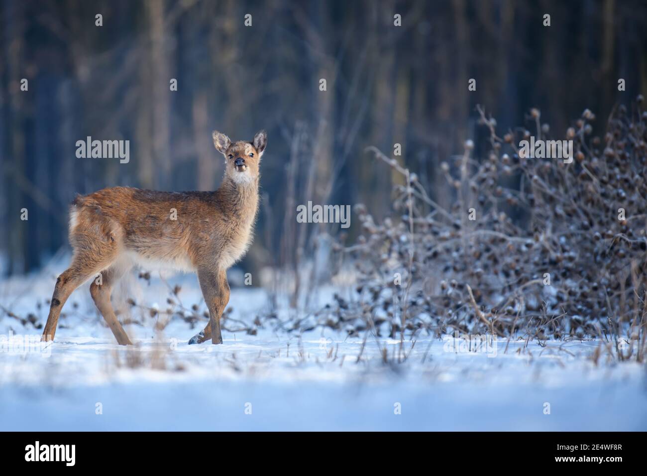 Close baby majestic red deer in winter forest. Cute wild mammal in natural environment. Wildlife scene from nature Stock Photo