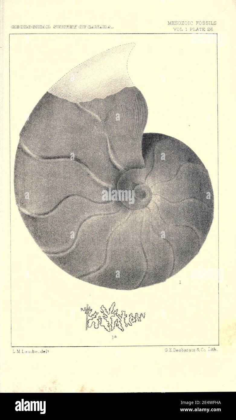 Mesozoic fossils Stock Photo