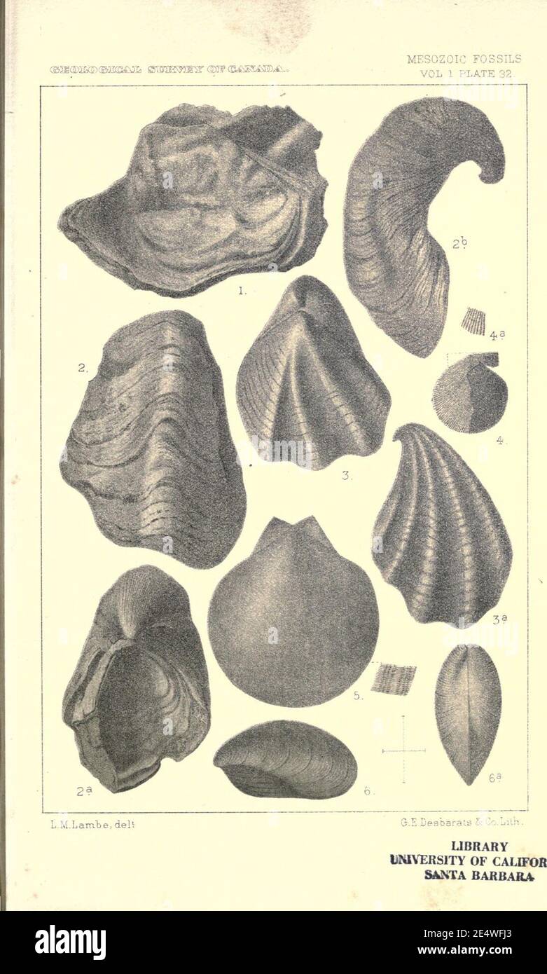 Mesozoic fossils Stock Photo