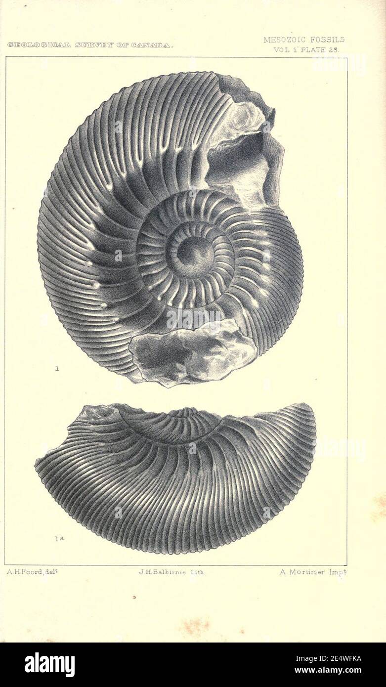 Mesozoic fossils Stock Photo