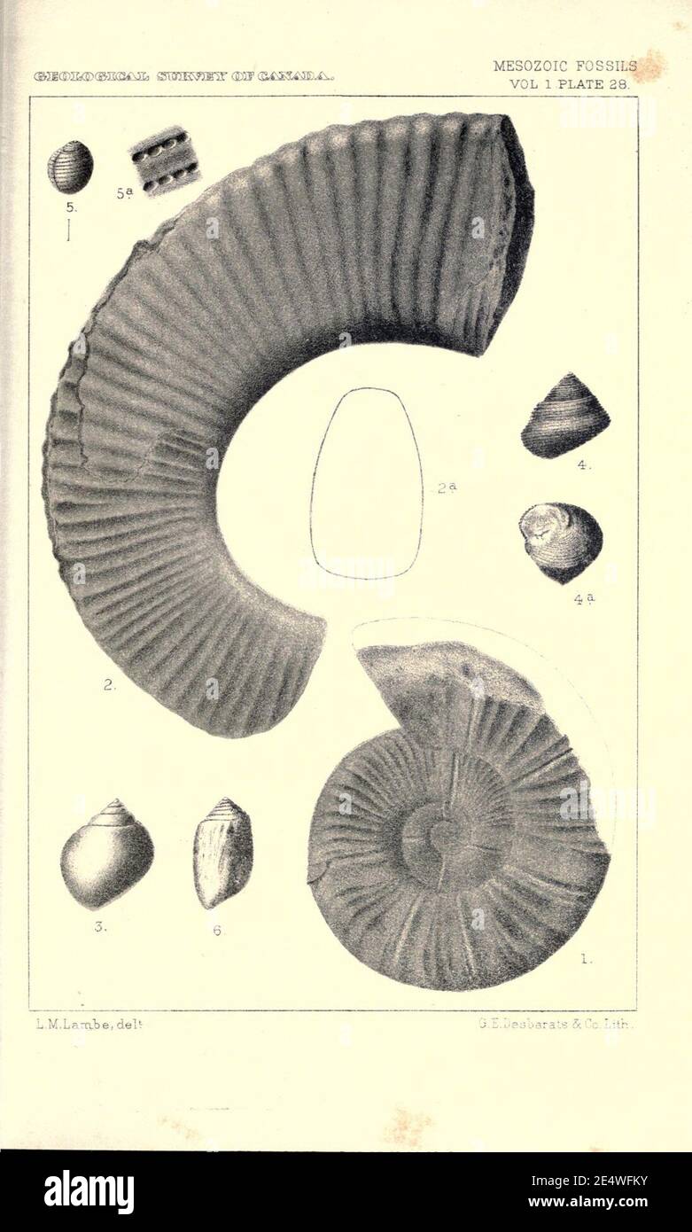 Mesozoic fossils Stock Photo