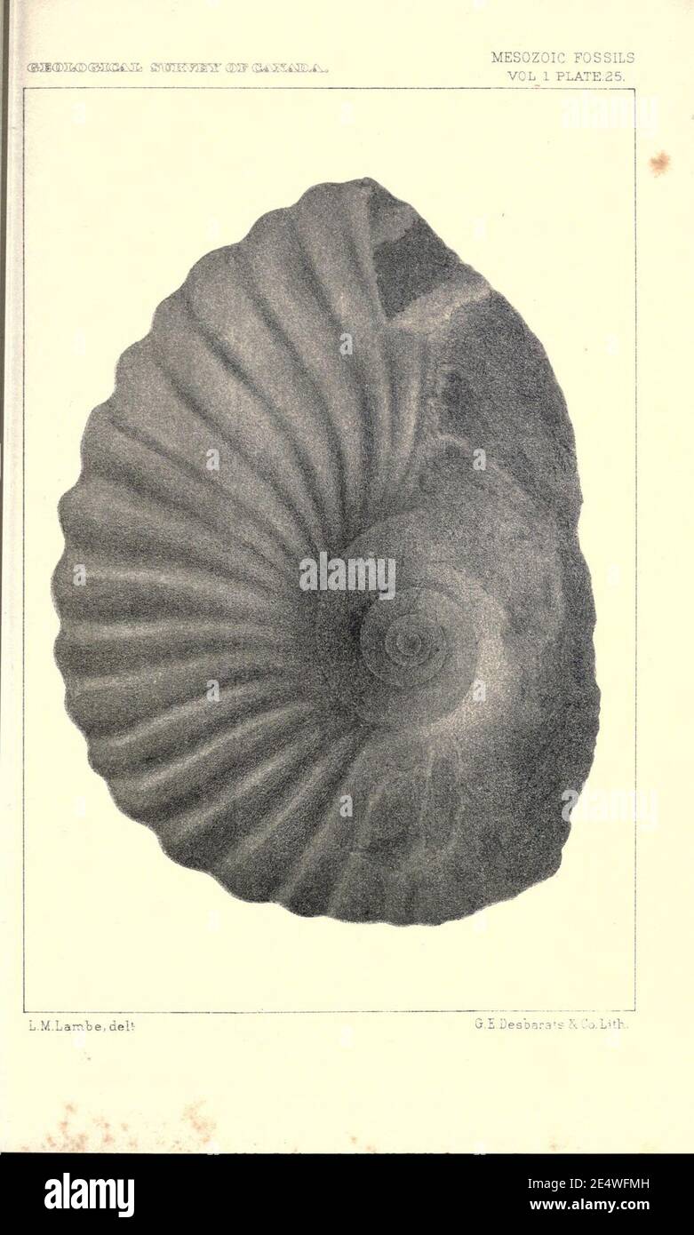 Mesozoic fossils Stock Photo