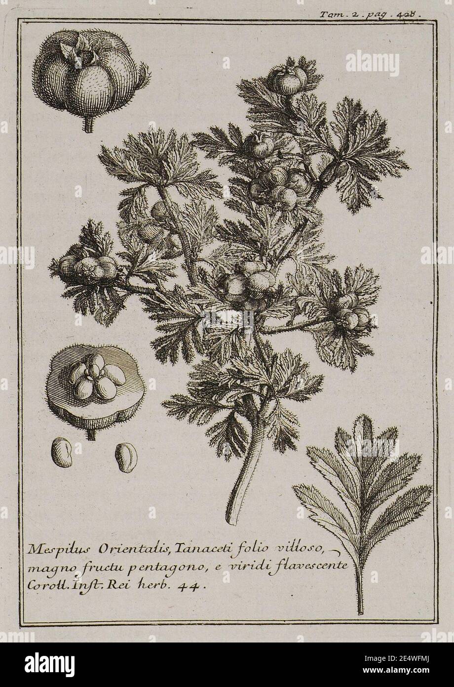 Mespilus Orientalis, Tanaceti folio villoso, magno fructu pentagono, e viridi flavorescente Coroll Inst Rei herb 44 - Tournefort Joseph Pitton De - 1717. Stock Photo