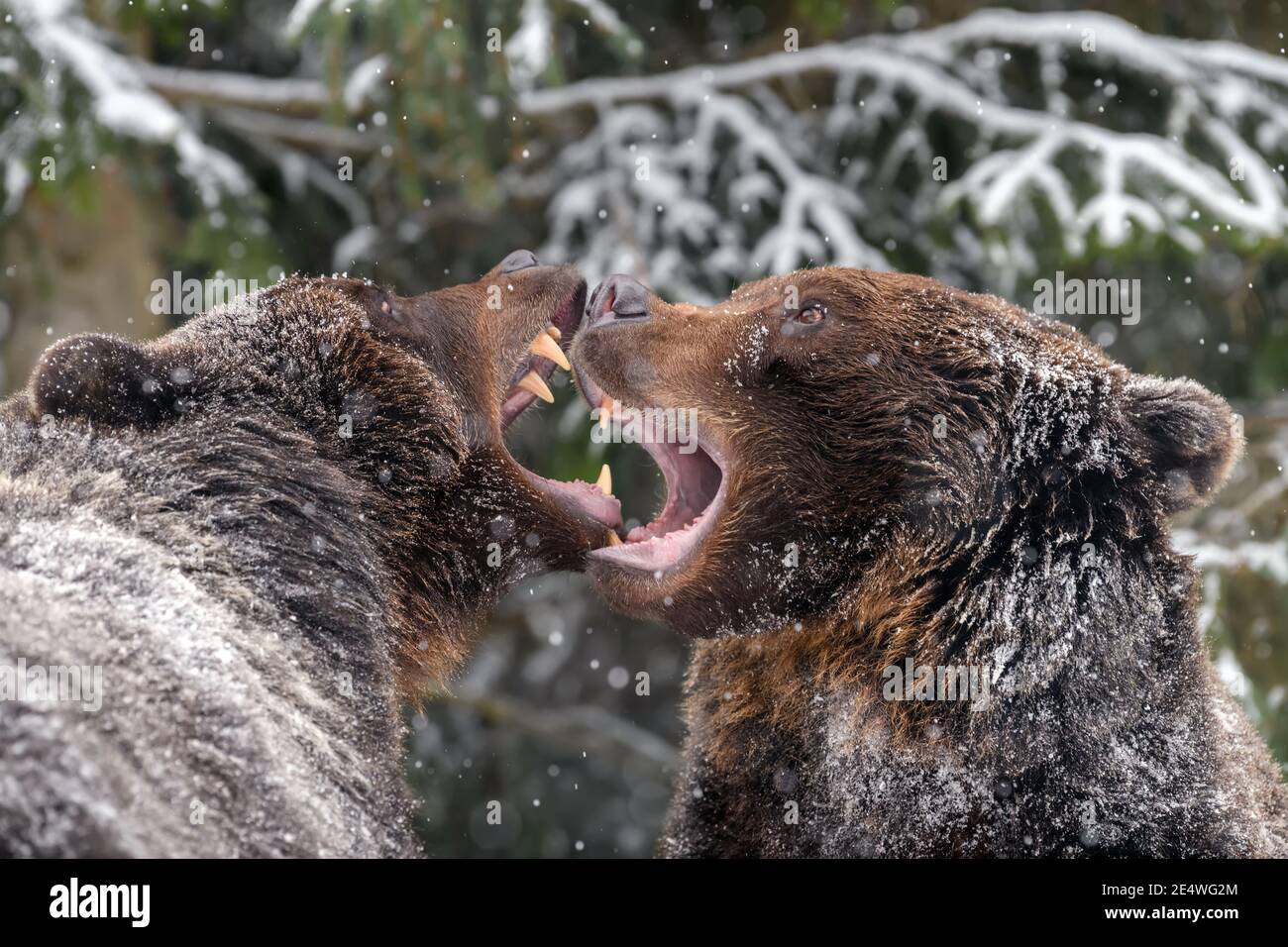 Close-up two angry brown bear fight in winter forest. Danger animal in  nature habitat. Big mammal. Wildlife scene Stock Photo - Alamy