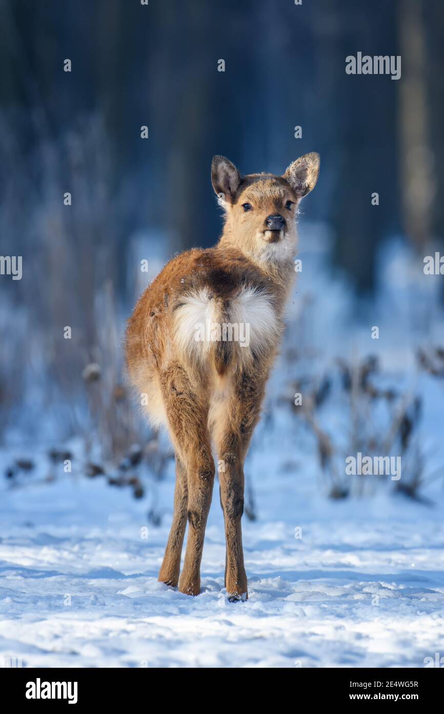 Close baby majestic red deer in winter forest. Cute wild mammal in natural environment. Wildlife scene from nature Stock Photo