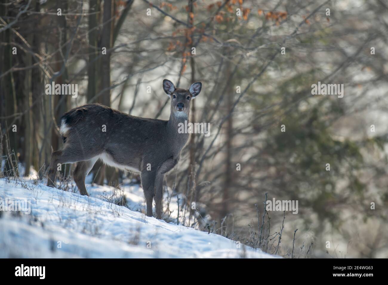Close young majestic red deer in winter forest. Cute wild mammal in natural environment. Wildlife scene from nature Stock Photo