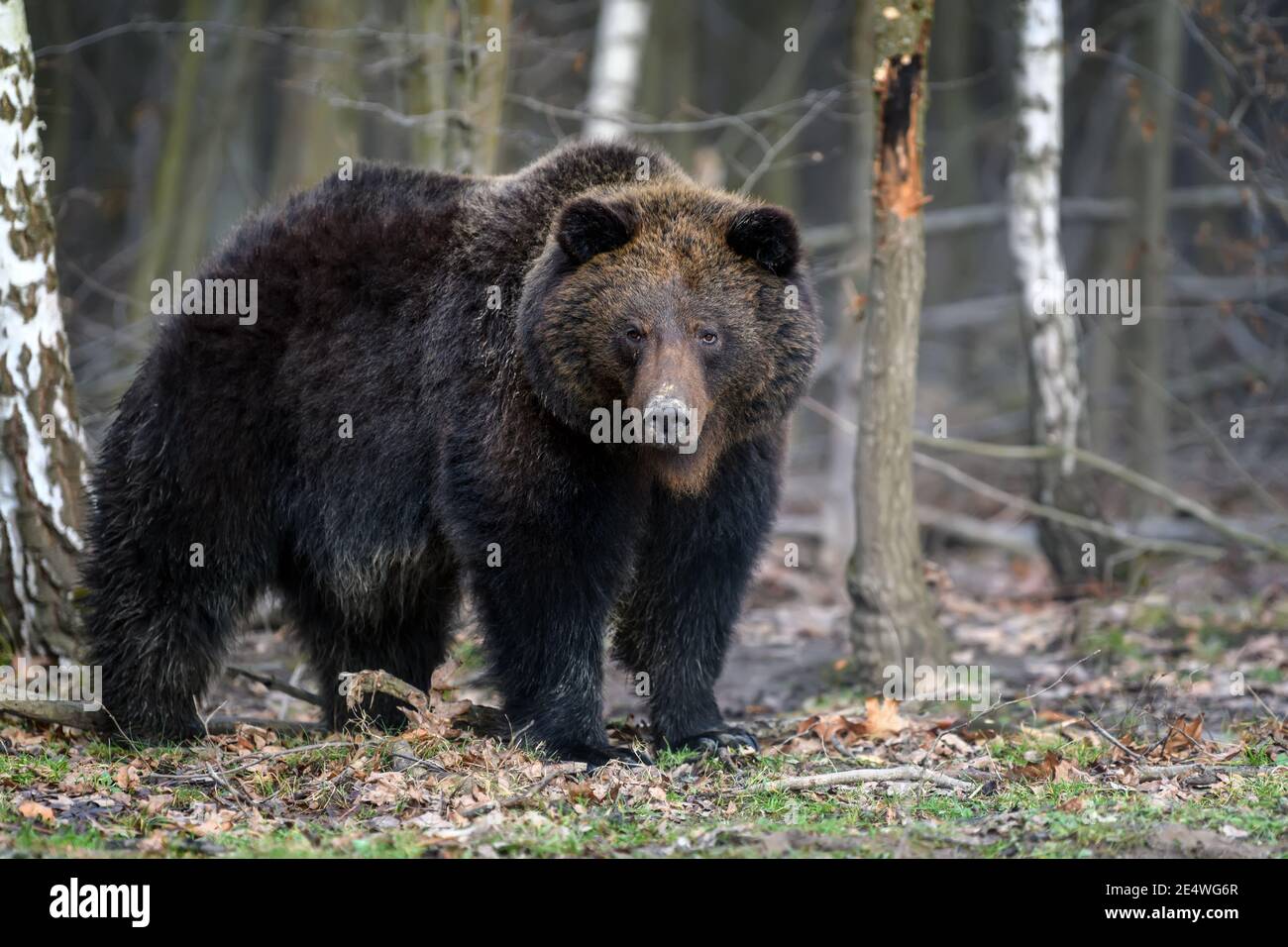 Close wild big brown bear portrait in forest. Danger animal in nature ...