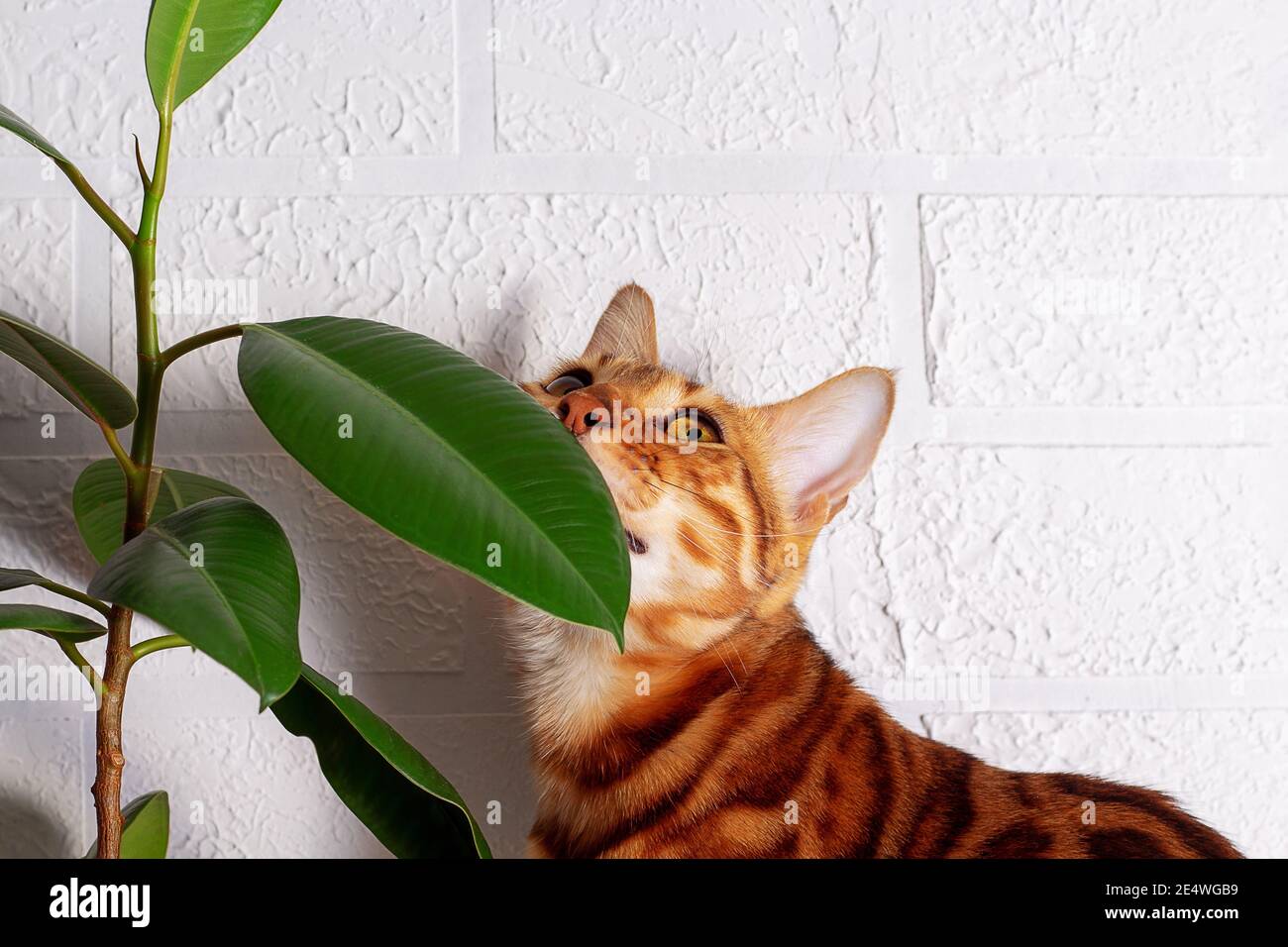 Amazing Bengal cat in home jungle. Spotted cat. Cat sniffing. Closeup