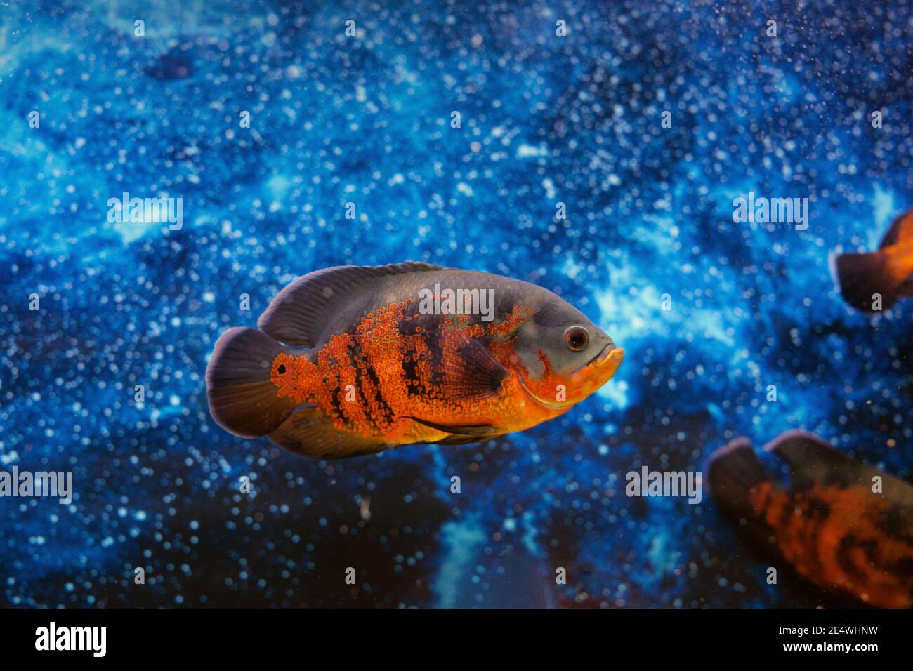 Oscar Fish or astronotus ocellatus on blue blur water background in aquarium Stock Photo